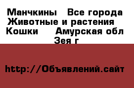 Манчкины - Все города Животные и растения » Кошки   . Амурская обл.,Зея г.